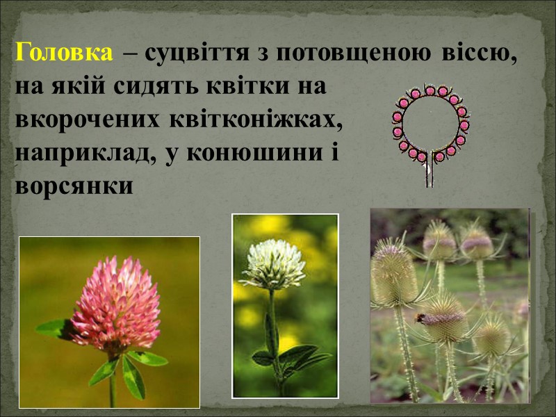 Головка – суцвіття з потовщеною віссю, на якій сидять квітки на   